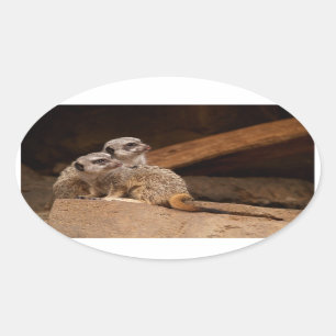 Ovalada Pegatina de Meerkat Oval