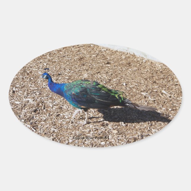 Ovalada Pegatina de pavón azul indio (Anverso)