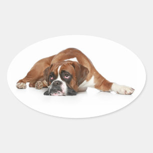 Ovalada Pegatina de saludo de cachorro de boxer amoroso