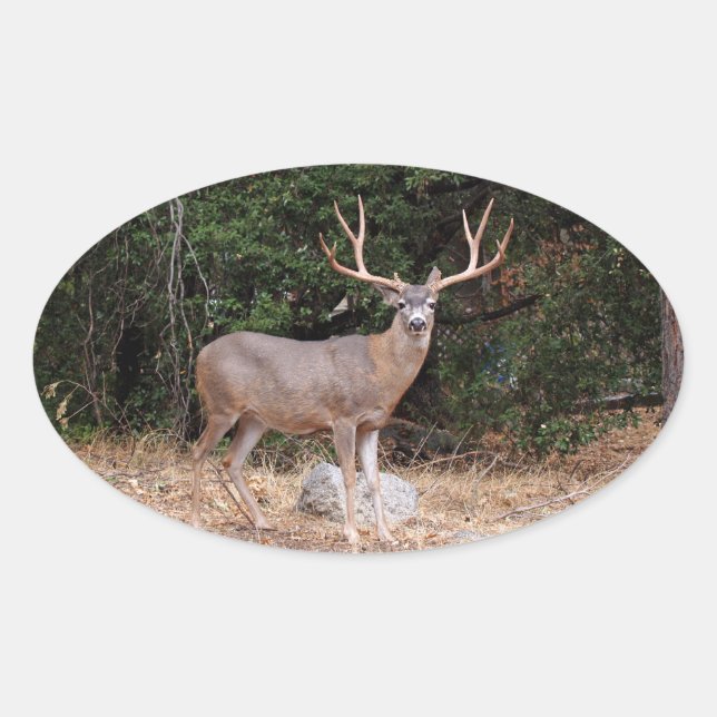 Ovalada Pegatina Deer Oval (Anverso)