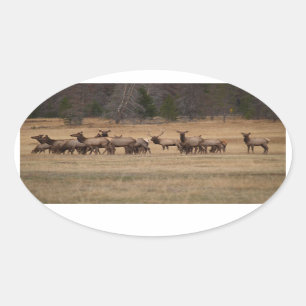 Ovalada Pegatina Elk Herd Oval