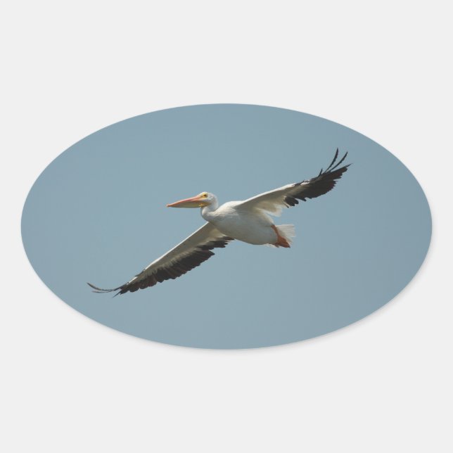 Ovalada Pegatina Flying Pelican 4 (Anverso)