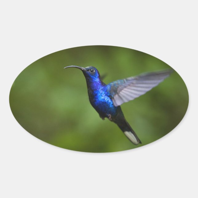 OVALADA PEGATINA HUMMINGBIRD (Anverso)