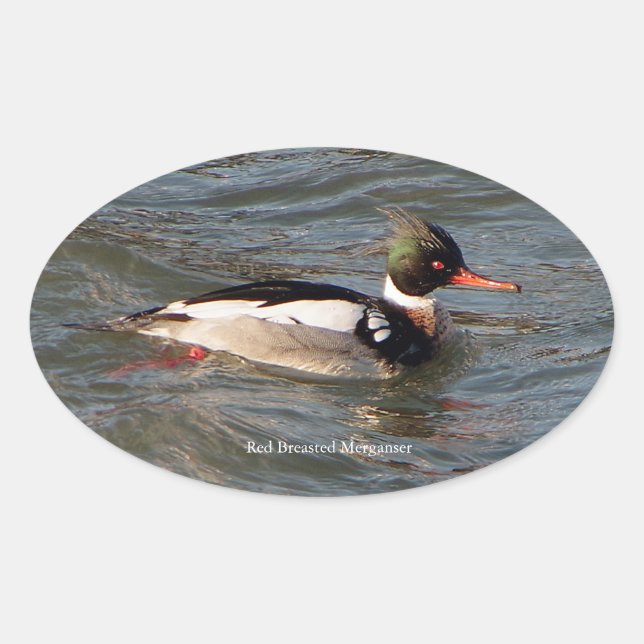 Ovalada Pegatina Merganser de pecho rojo (Anverso)