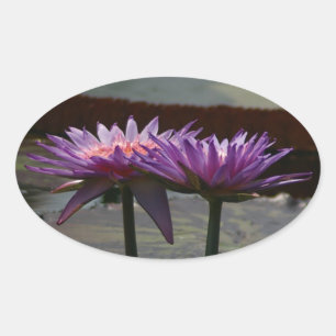 Ovalada Pegatina Morple Waterlilies