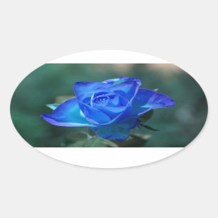Ovalada Rosa azul Pegatina
