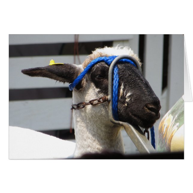 Oveja (Anverso (Horizontal))