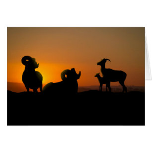 Oveja Bighorn