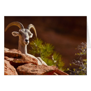 Oveja canadiense del desierto (Ovis canadensis nel