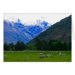 oveja de campo nz
