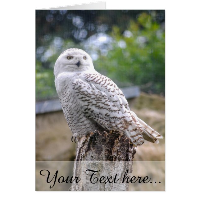 Oveja de nieve (Frente)