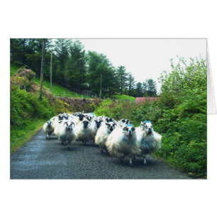 Oveja de punk en la península de Beara Irlanda