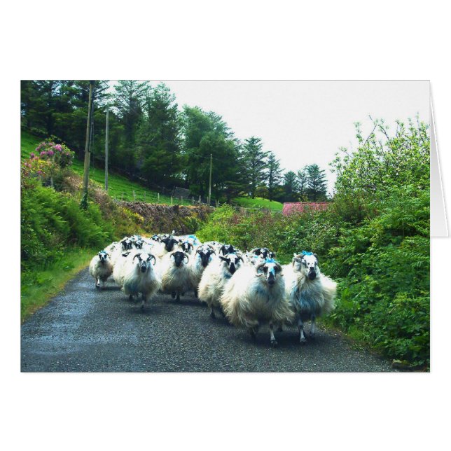 Oveja de punk en la península de Beara Irlanda (Anverso (Horizontal))