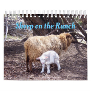 Oveja En El Calendario Del Rancho