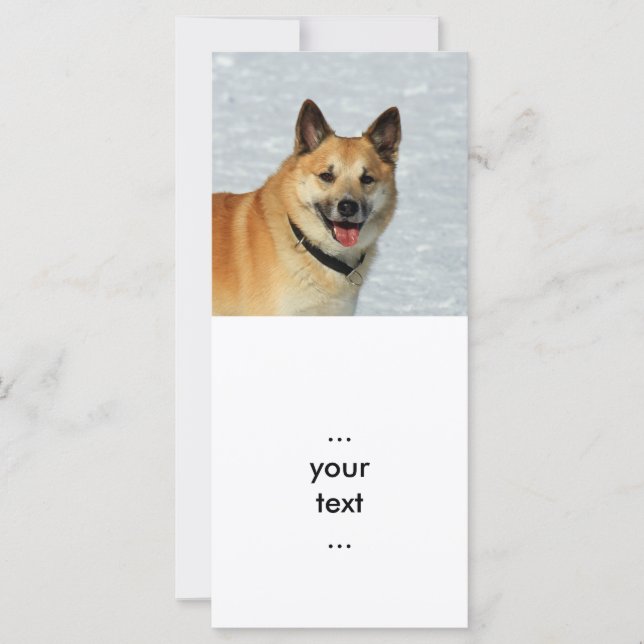 Oveja islandesa20150904 (Anverso)