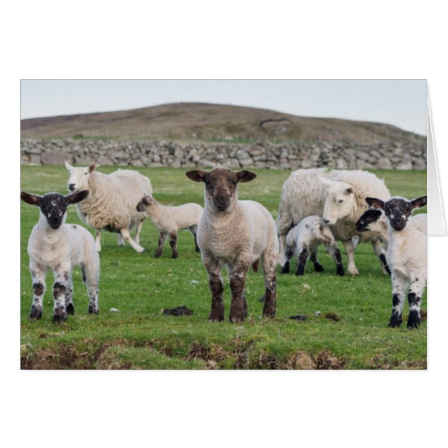 Oveja Shetland (Anverso (Horizontal))
