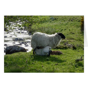Oveja y cordero en Northumberland Inglaterra