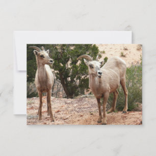 Ovejas Bighorn Divertidas en el Parque Nacional Zi