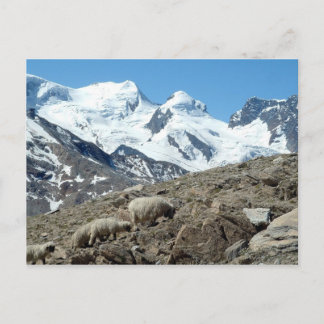 Ovejas de montaña en los Alpes suizos — postal