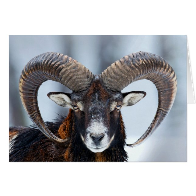 Ovejas del espolón del Big Horn - Mouflon (Anverso (Horizontal))