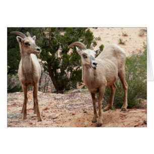Ovejas divertidas de cuernos grandes en el Parque