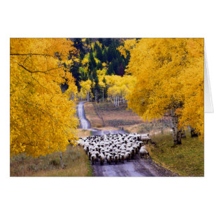 Ovejas en la carretera del campo
