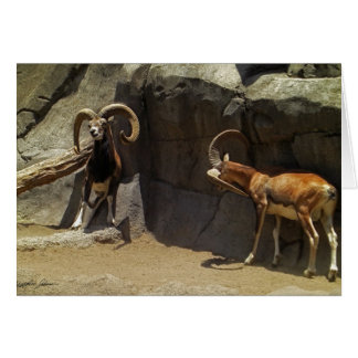 Ovejas salvajes de Mouflon que rasguñan 1
