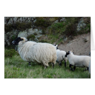 Ovejas y corderos en Northumberland Inglaterra