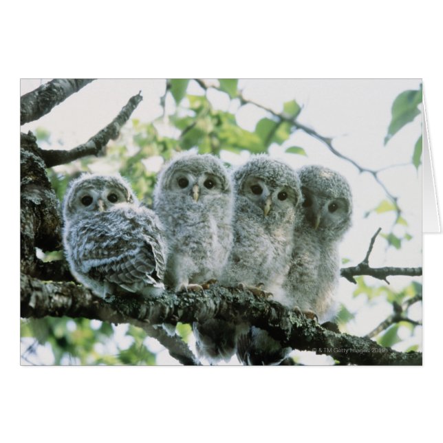 Ovetos Urales. Ikeda-machi, Hokkaido, Japón (Anverso (Horizontal))