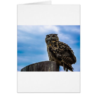 Owl Bird Fethers Animal Nature Destruye Peace Love