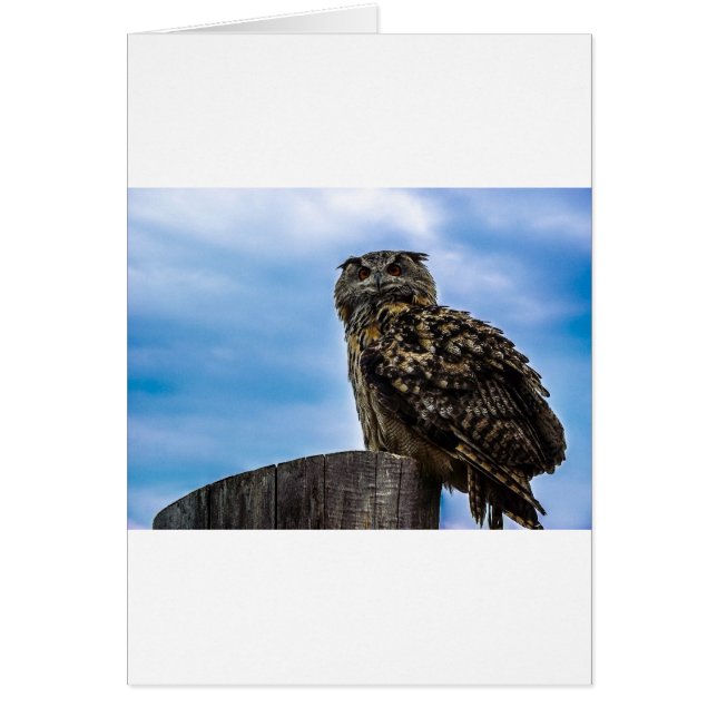 Owl Bird Fethers Animal Nature Destruye Peace Love (Frente)