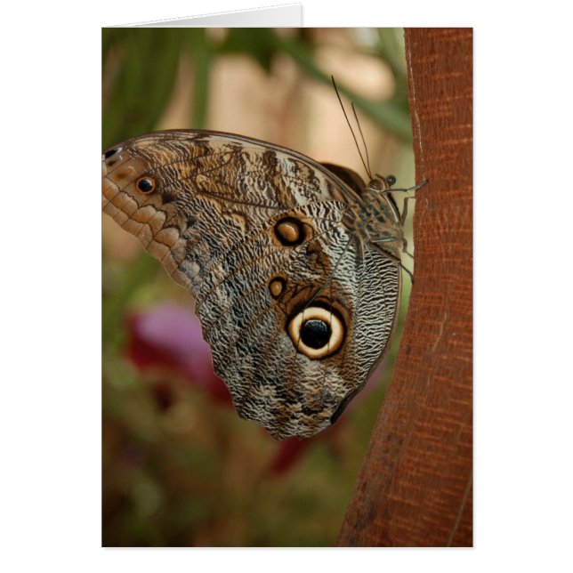 Owl Butterfly (Frente)