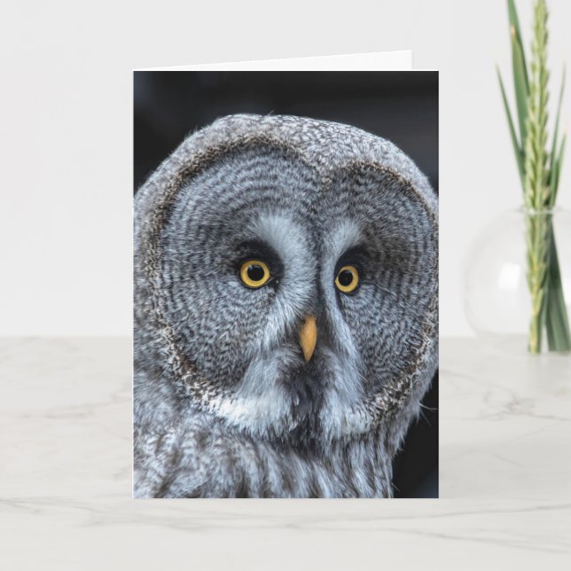 OWL FUNNY CUTE TARJETA DE CUMPLEAÑOS (Anverso)