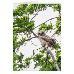 Owlet En Una Rama De Árbol De Arce