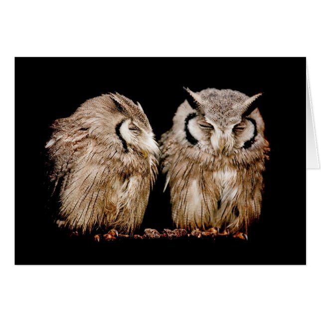 Owlets jovenes (Anverso (Horizontal))