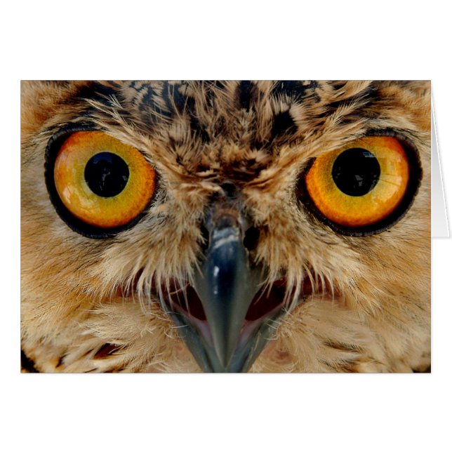 Owls Eyes (Anverso (Horizontal))