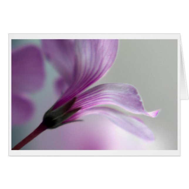 Oxalis (Anverso (Horizontal))