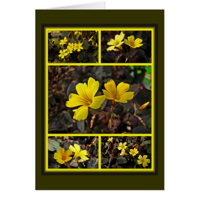 Oxalis Amarillo-Floreció el Houseplant (Frente)