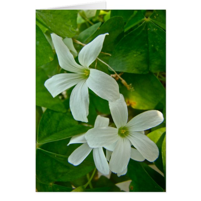 Oxalis florido blanco (Frente)