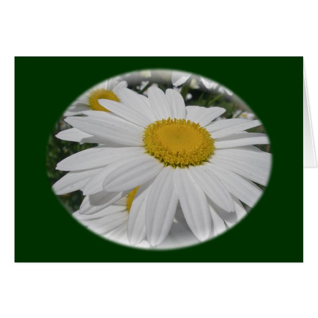 Oxeye Daisy Wildflower Floral Elementos Florales (Anverso (Horizontal))