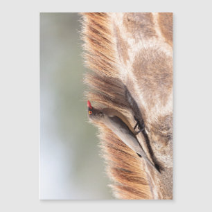 Oxpecker sobre una jirafa