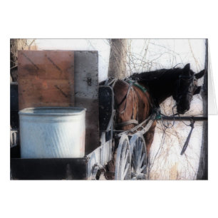 Oye, Orton Effect, Amish Horse