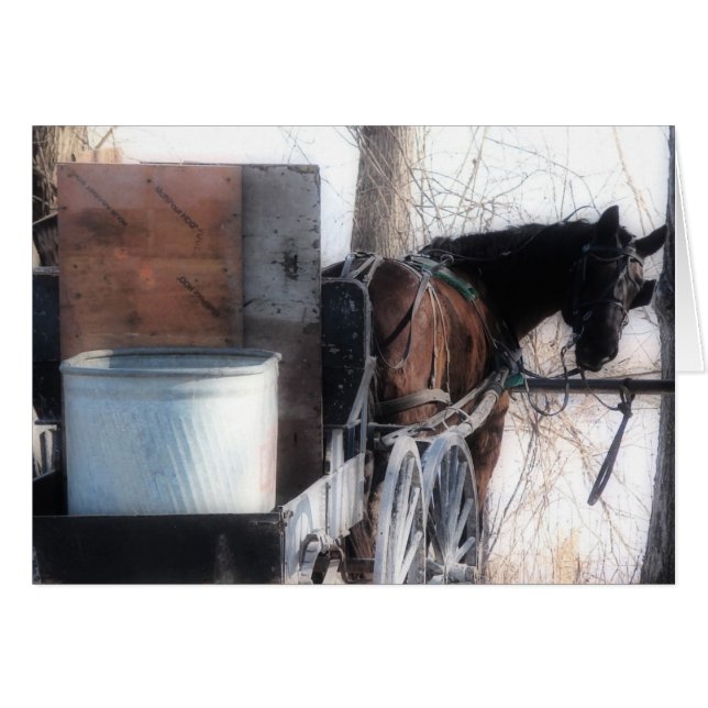 Oye, Orton Effect, Amish Horse (Anverso (Horizontal))