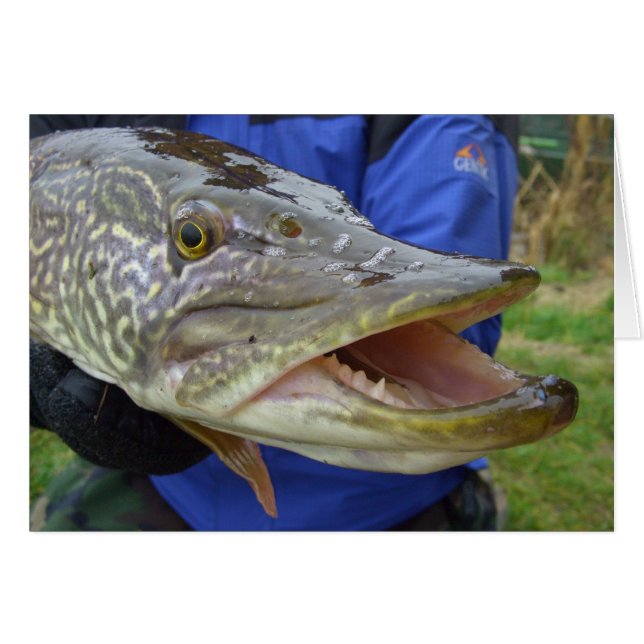 ¡Oye! Pike, Hecht, Csuka (Anverso (Horizontal))