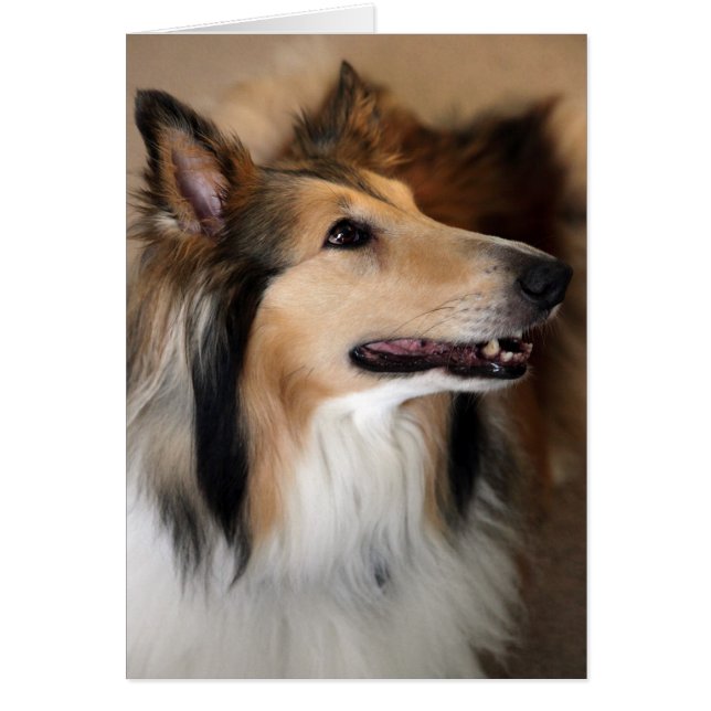 ¡Oye! Tarjeta Collie (Frente)