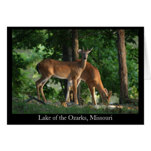 Ozark Deer (Título)