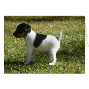 P1010024 Rat Terrier cachorro