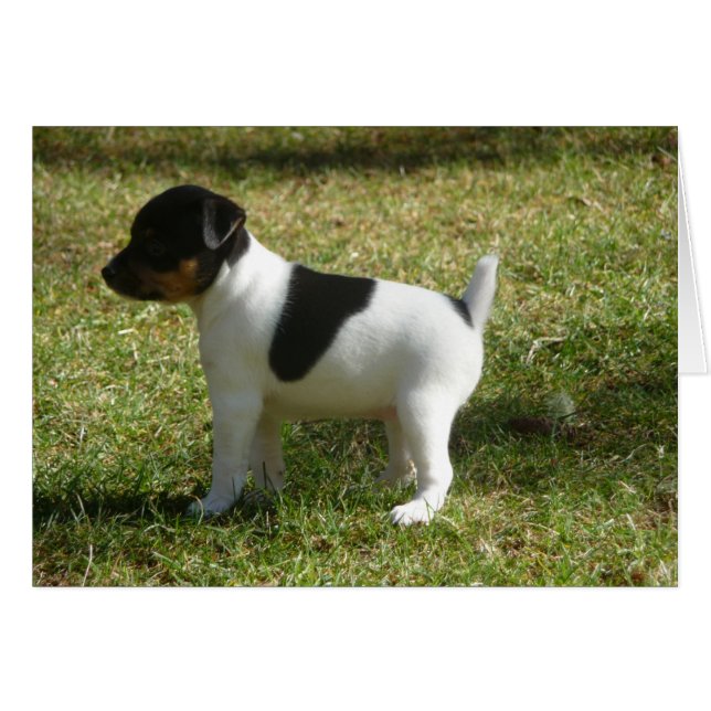 P1010024 Rat Terrier cachorro (Anverso (Horizontal))