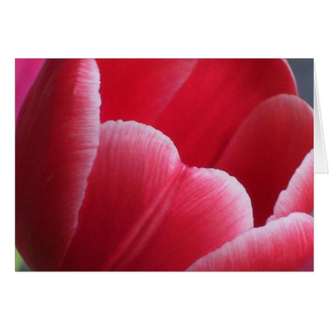 Paciencia (Anverso (Horizontal))