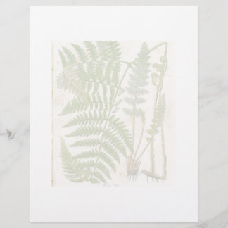 Página Botánica Vintage - Fern